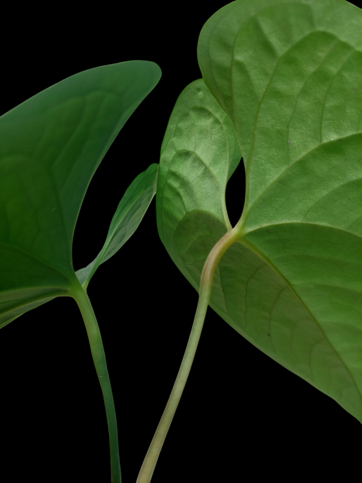 Anthurium sp. 'Peru Dark' with 2 Leaves Wild Ecotype (EXACT PLANT)