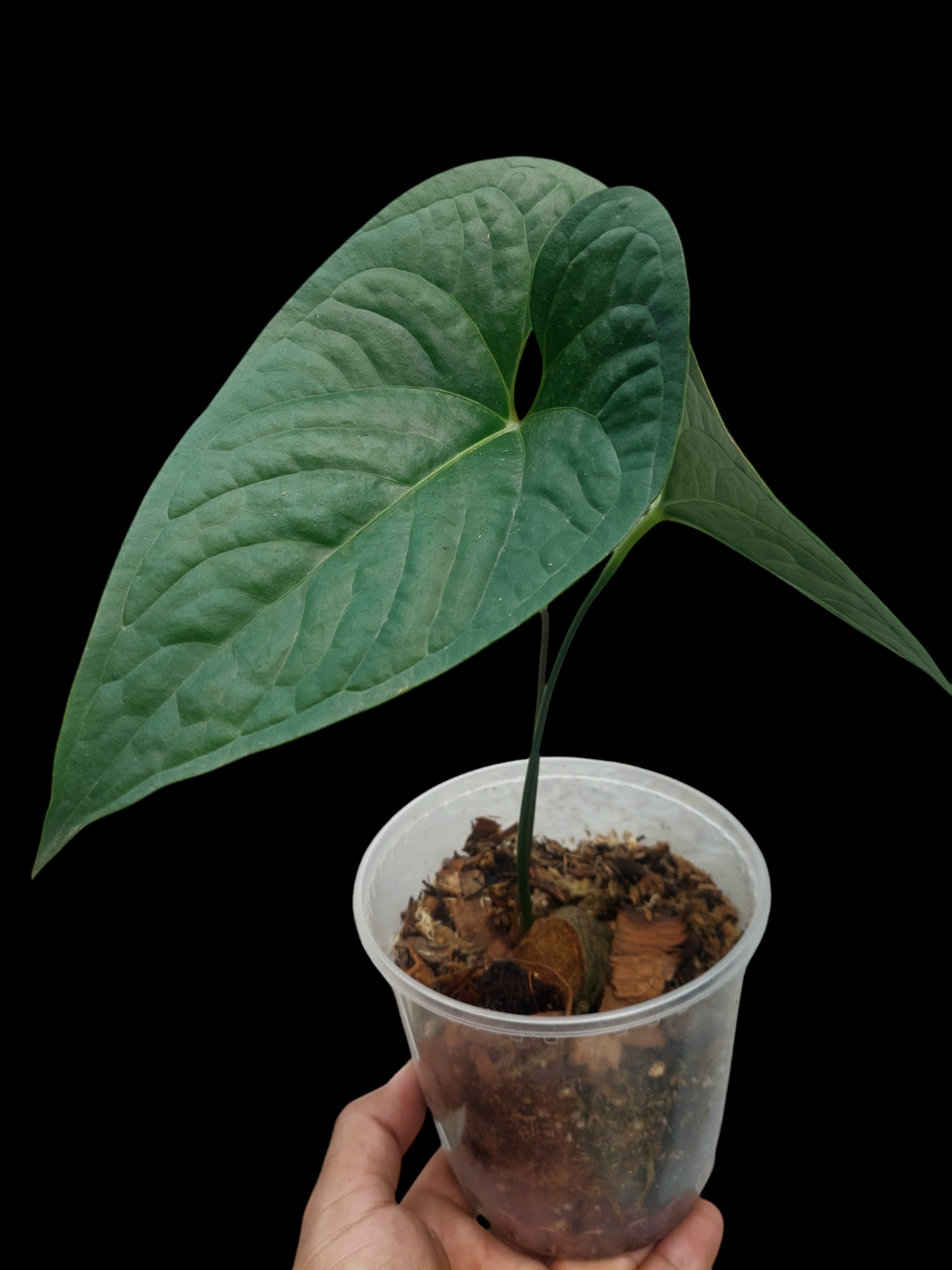 Anthurium sp. 'Peru Dark' with 2 Leaves Wild Ecotype (EXACT PLANT)