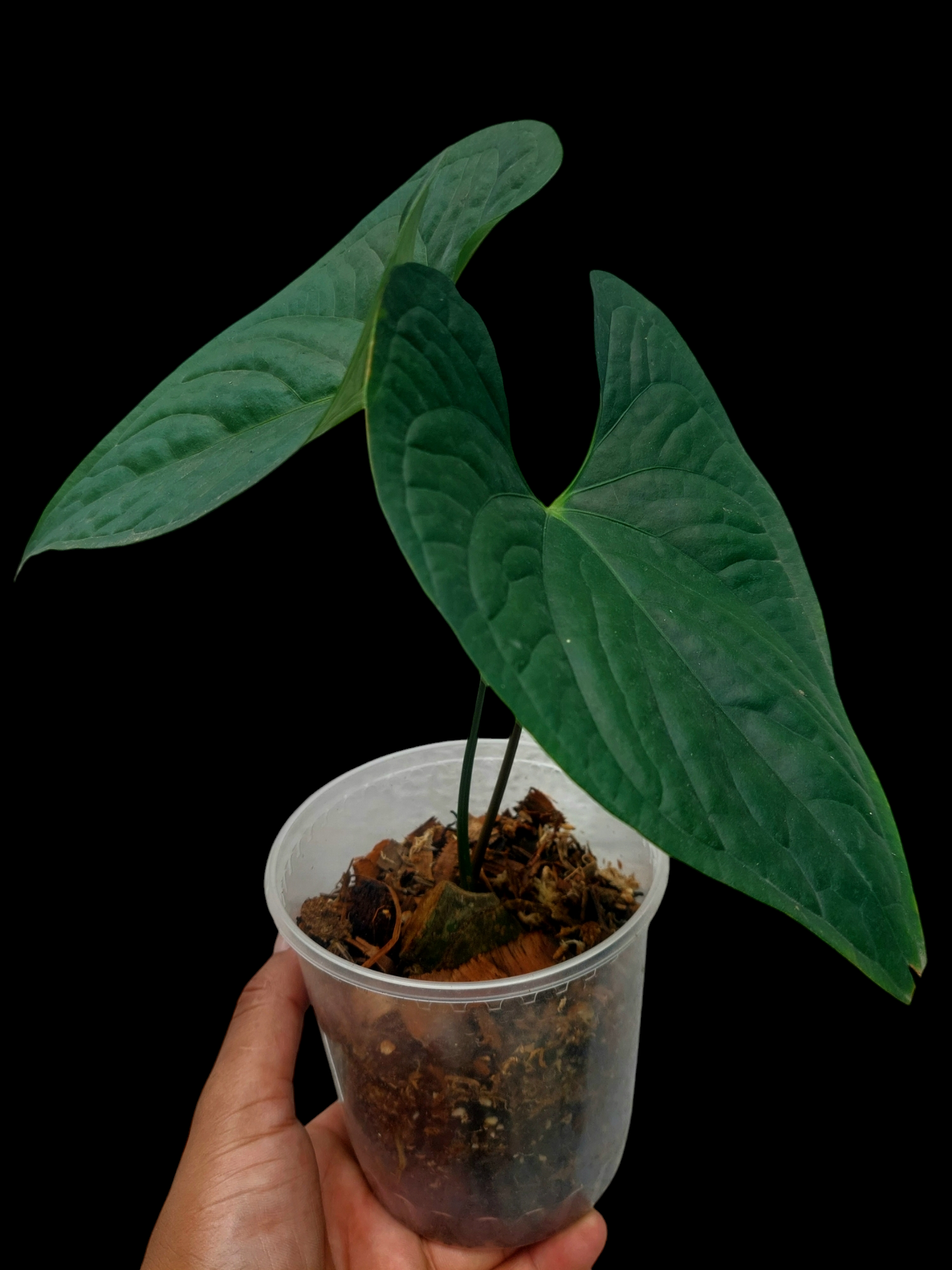 Anthurium sp. 'Peru Dark' with 2 Leaves Wild Ecotype (EXACT PLANT)