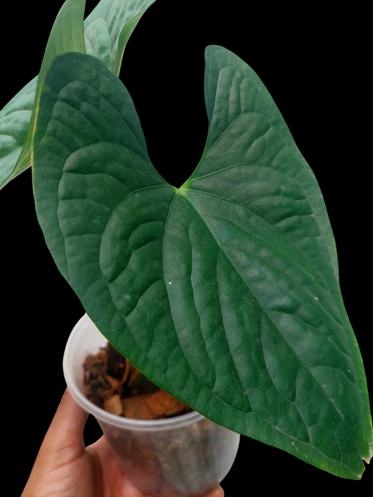 Anthurium sp. 'Peru Dark' with 2 Leaves Wild Ecotype (EXACT PLANT)