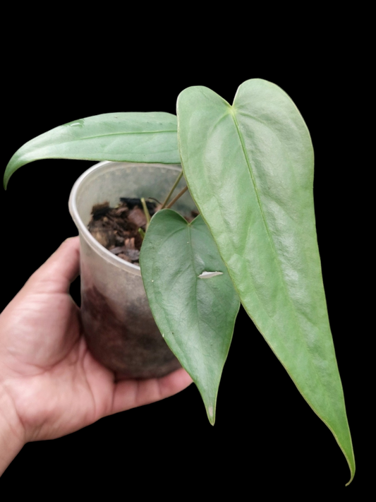 Anthurium sp. 'Shapaja Silver' 3 Leaves Small Size (EXACT PLANT)