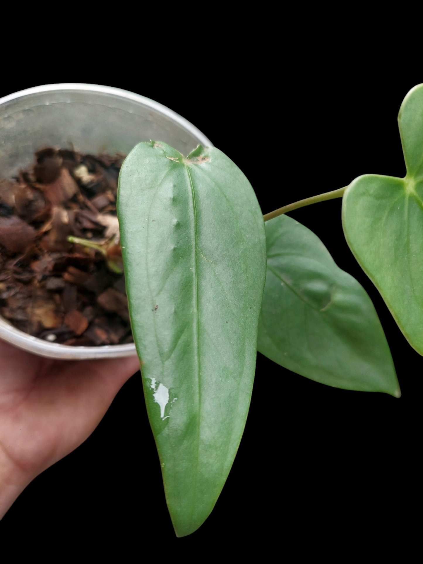 Anthurium sp. 'Shapaja Silver' 3 Leaves Small Size (EXACT PLANT)