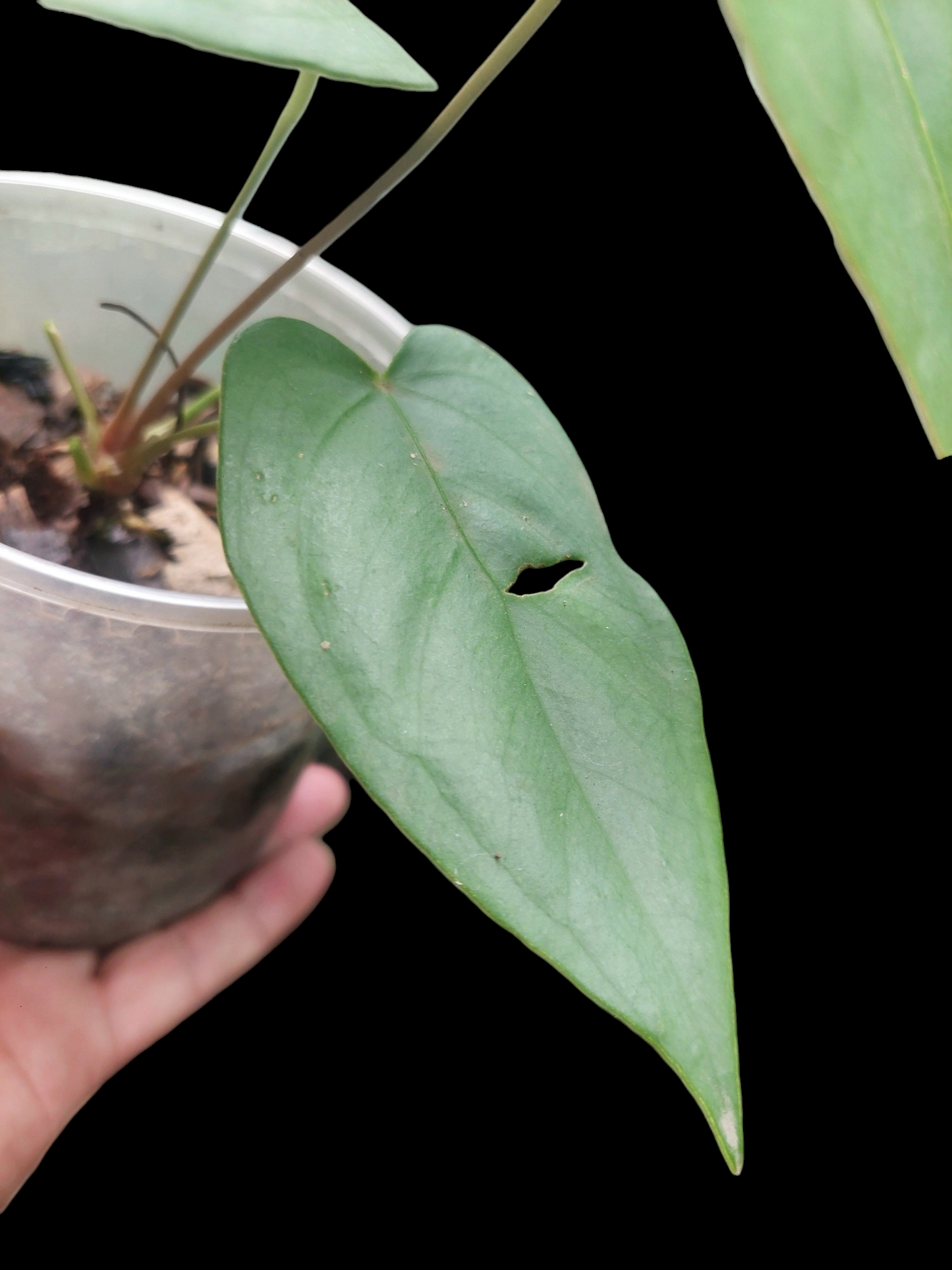 Anthurium sp. 'Shapaja Silver' 3 Leaves Small Size (EXACT PLANT)