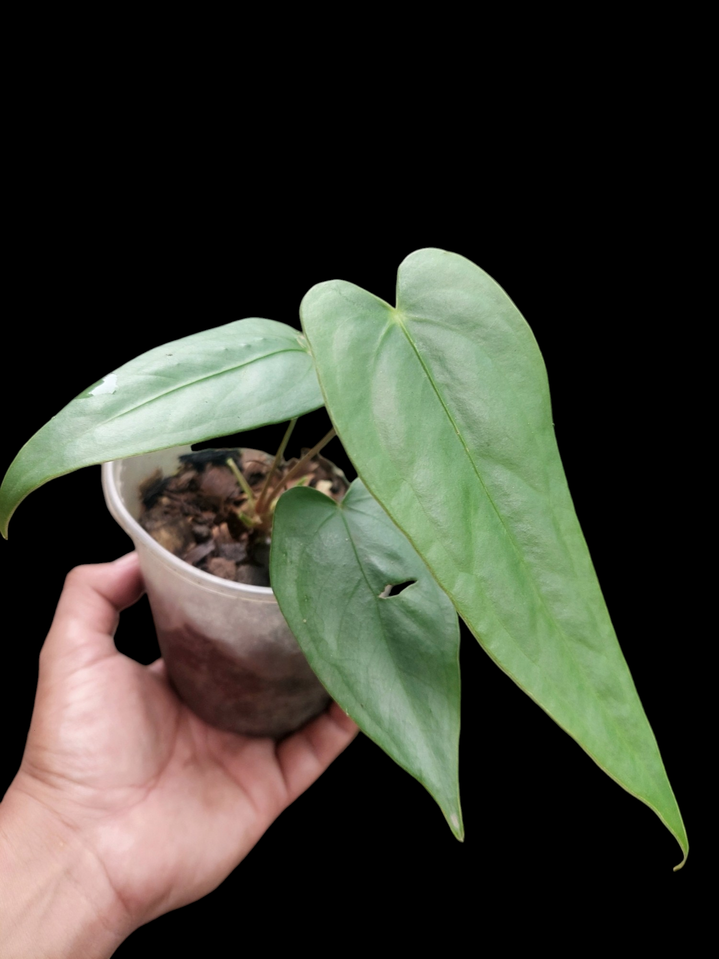 Anthurium sp. 'Shapaja Silver' 3 Leaves Small Size (EXACT PLANT)