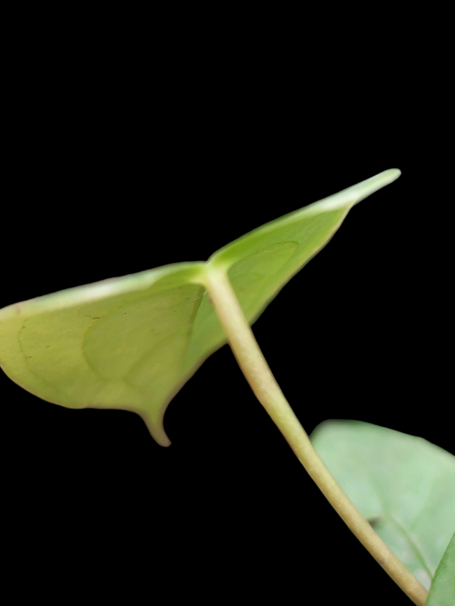 Anthurium sp. 'Shapaja Silver' 3 Leaves Small Size (EXACT PLANT)