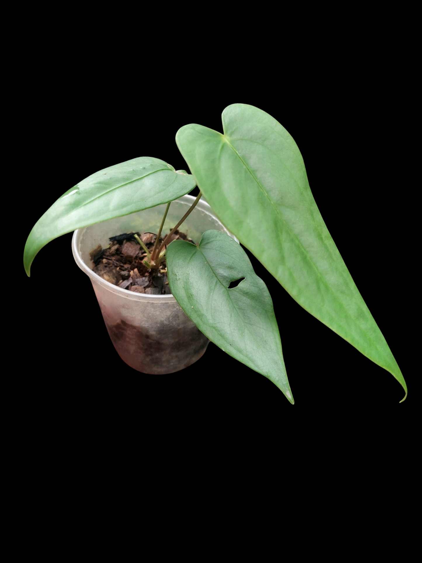 Anthurium sp. 'Shapaja Silver' 3 Leaves Small Size (EXACT PLANT)