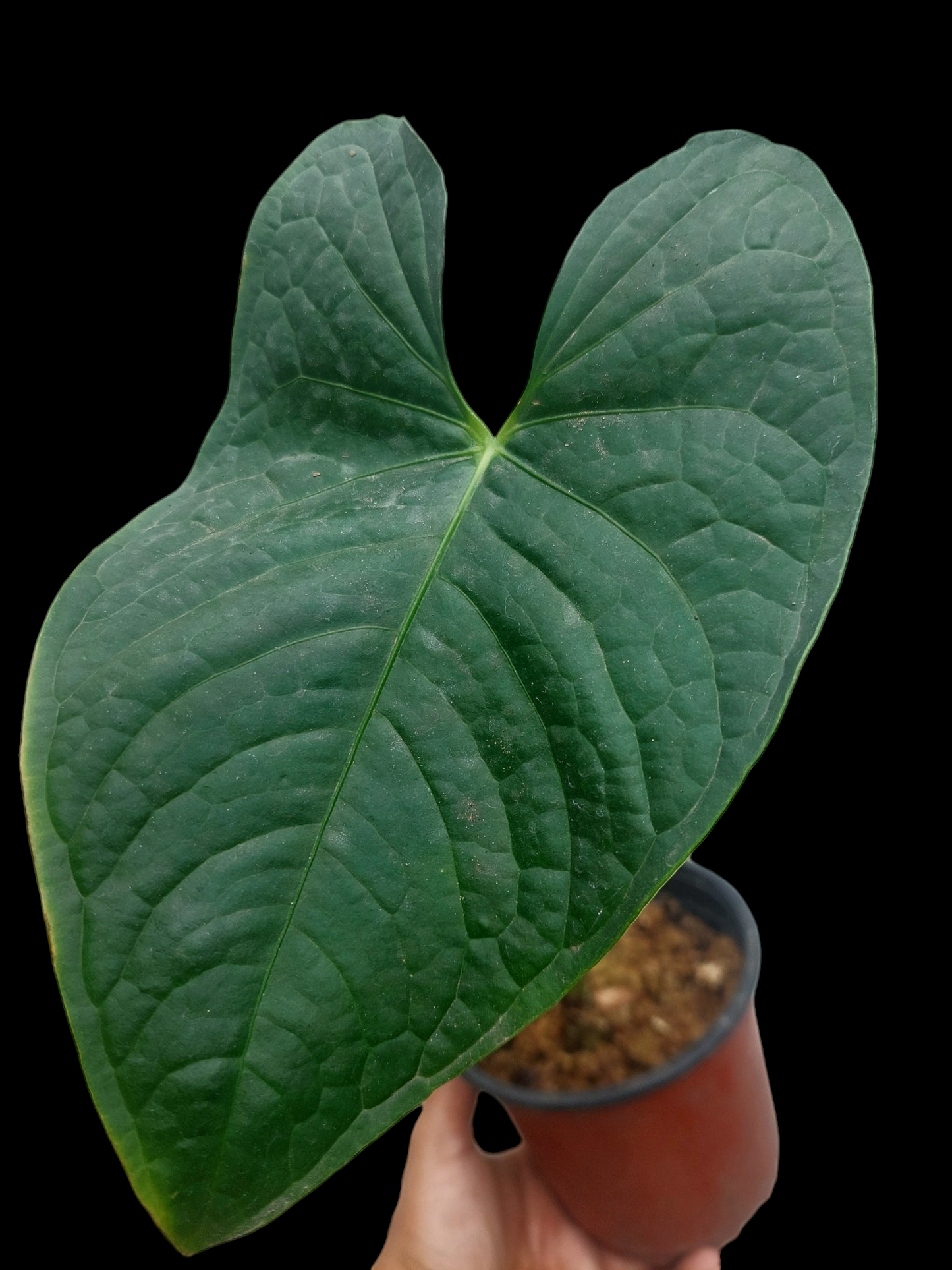 Anthurium sp. 'Peru Dark' with 2 Leaves (EXACT PLANT)