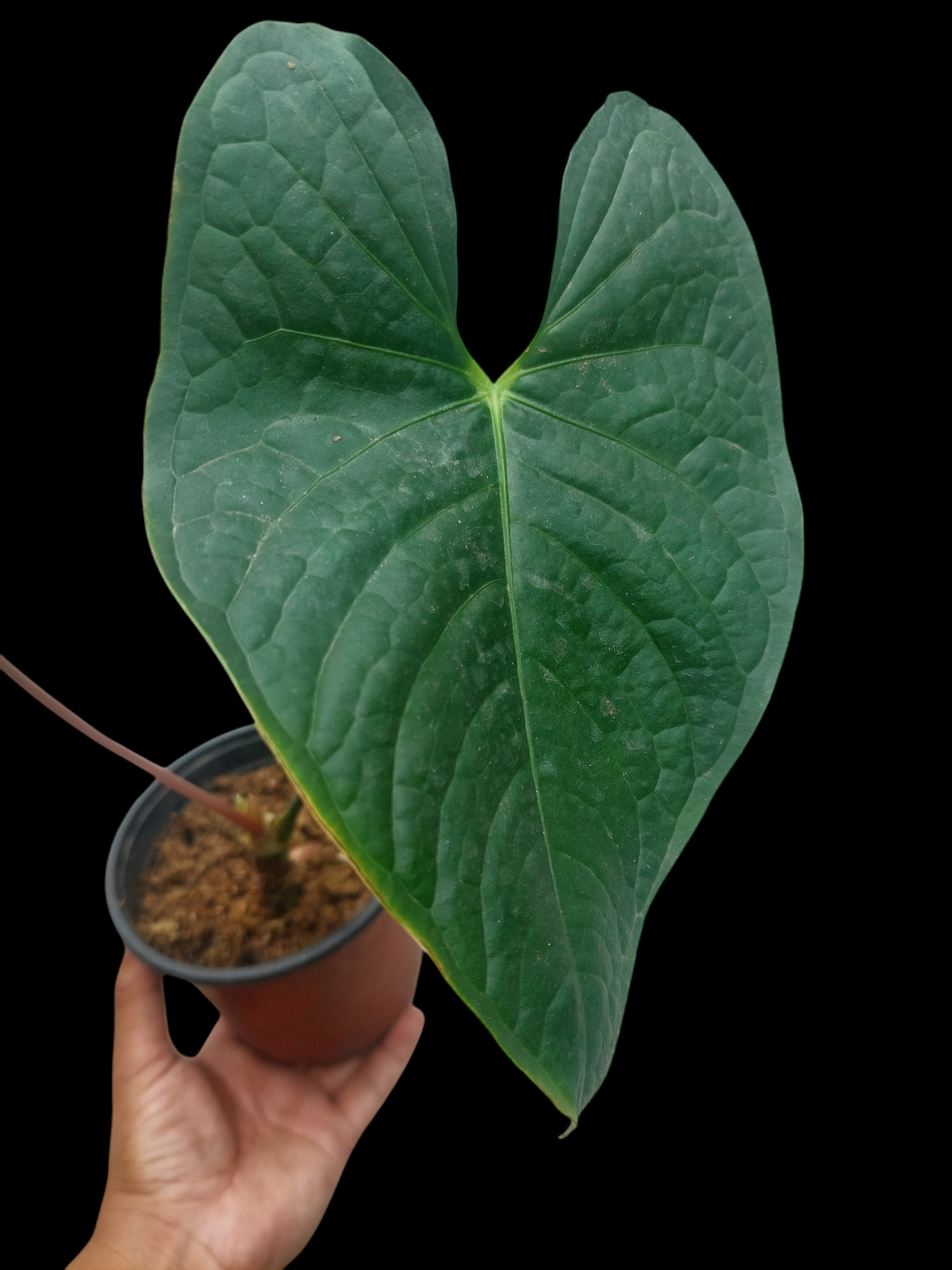 Anthurium sp. 'Peru Dark' with 2 Leaves (EXACT PLANT)