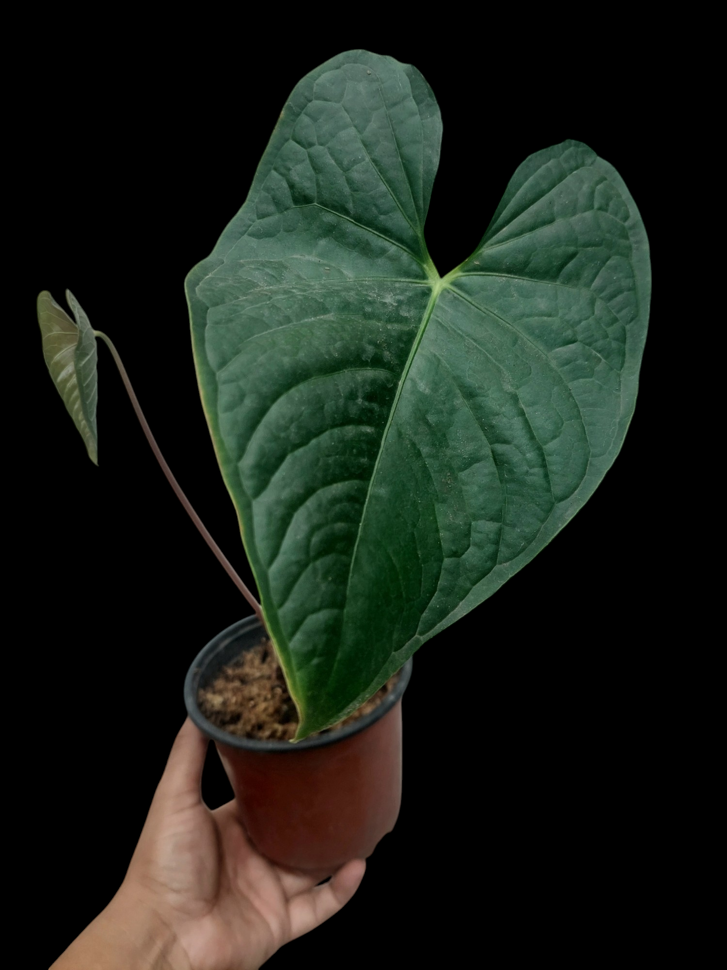 anthurium plant amazon Anthurium sp. 'Peru Dark' with 2 Leaves (EXACT PLANT)