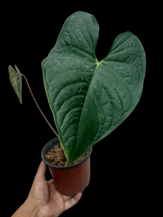 Anthurium sp. 'Peru Dark' with 2 Leaves (EXACT PLANT)