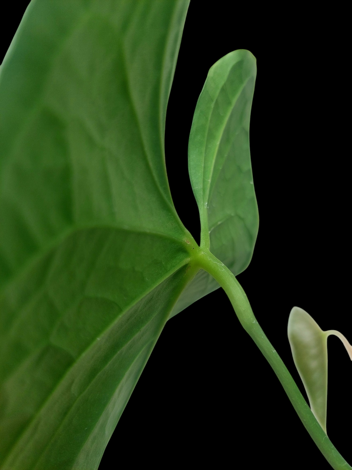 Anthurium sp. 'Peru Dark' with 2 Leaves (EXACT PLANT)