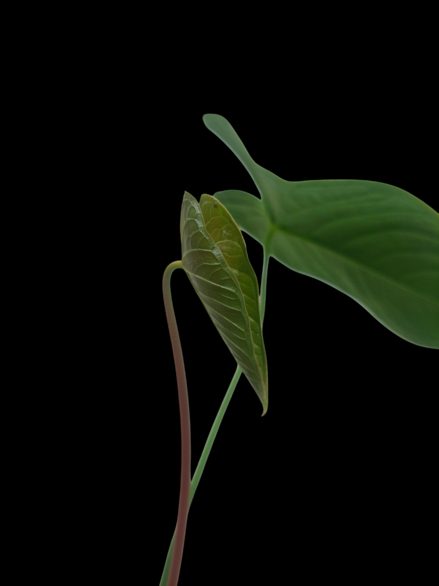 Anthurium sp. 'Peru Dark' with 2 Leaves (EXACT PLANT)