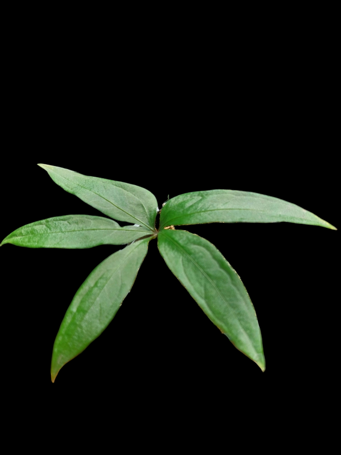 Anthurium sp. 'Emerald Lance' Small Size (EXACT PLANT)