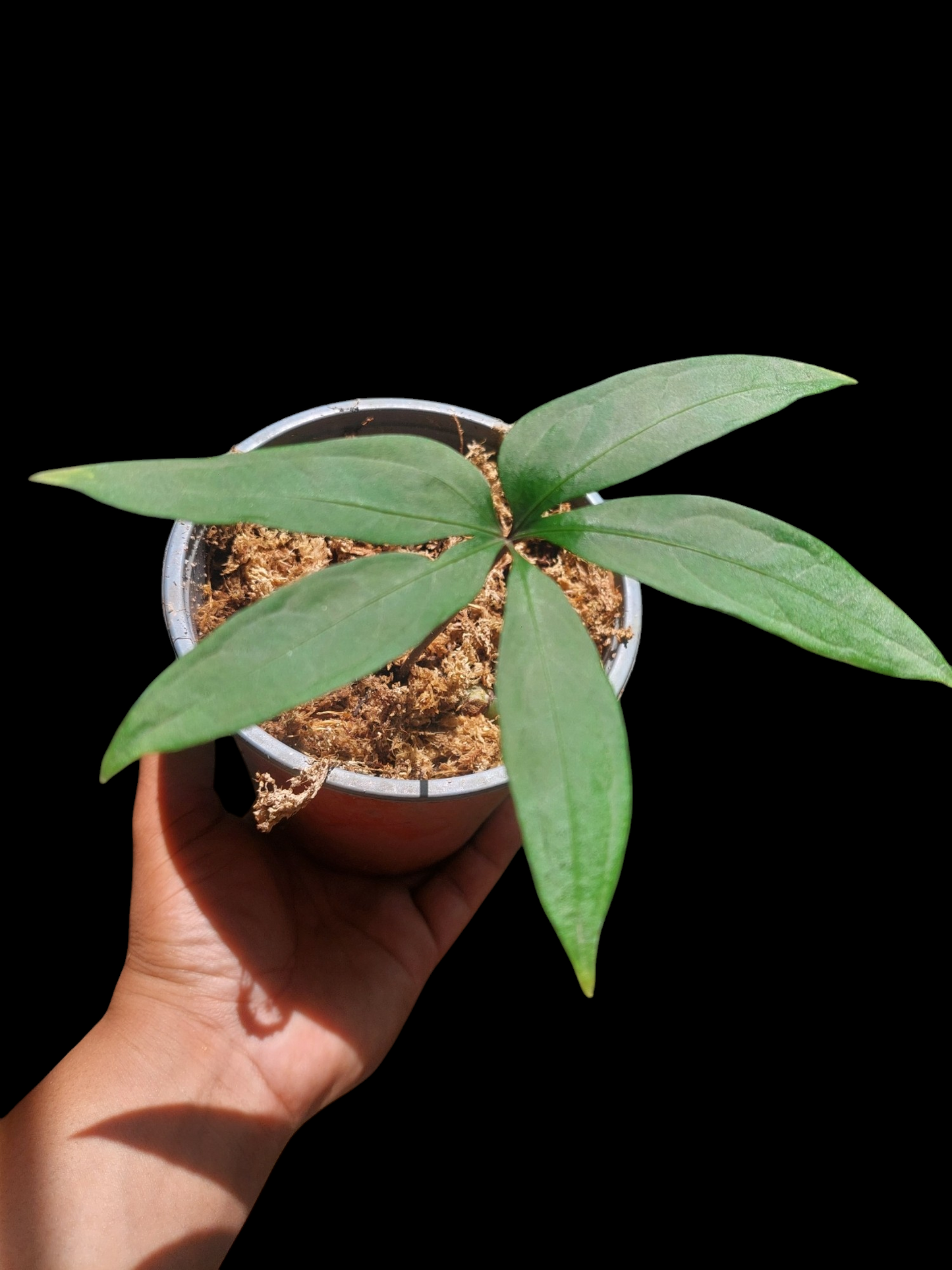 Anthurium sp. 'Emerald Lance' Small Size (EXACT PLANT)