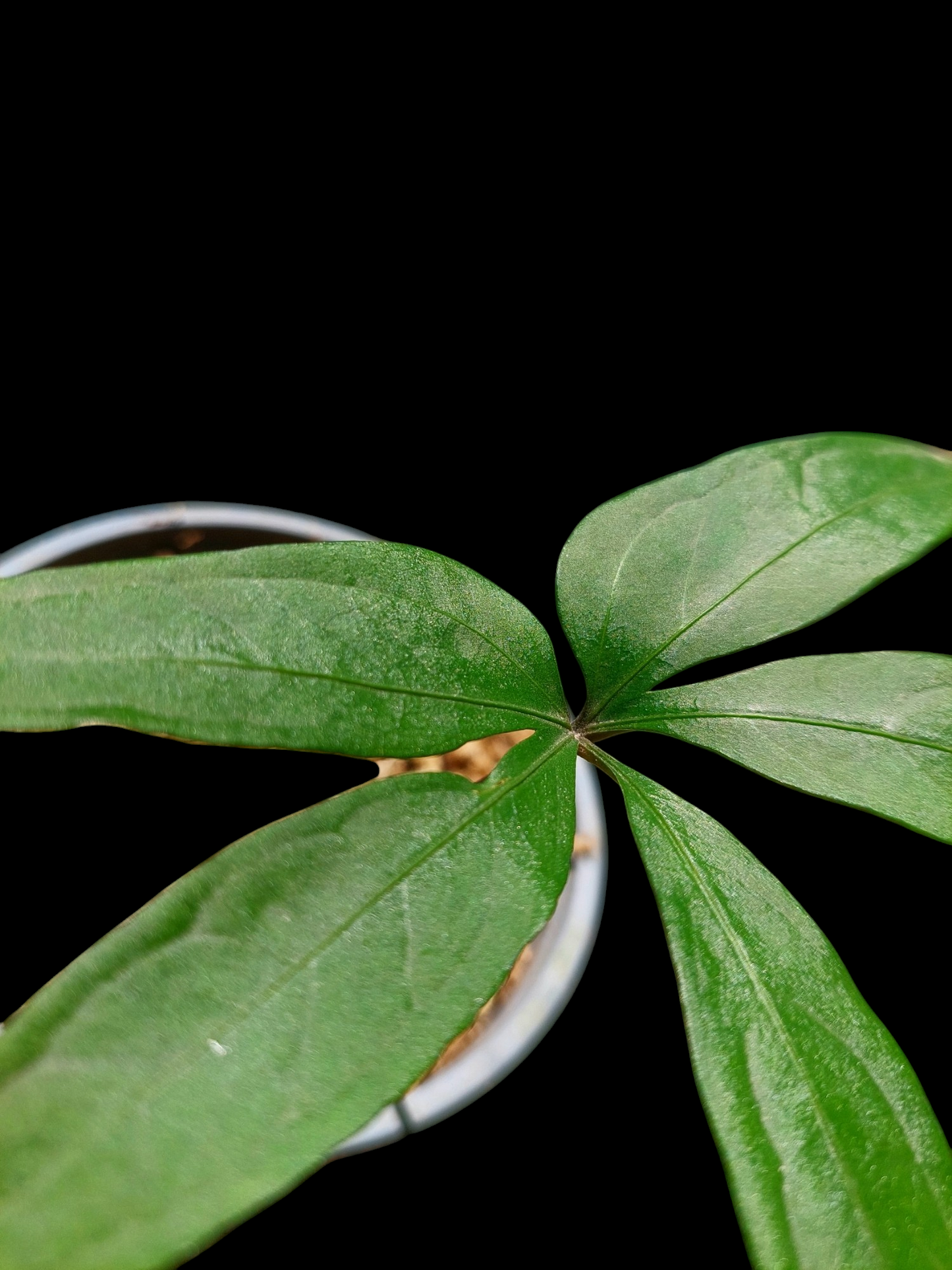 Anthurium sp. 'Emerald Lance' Small Size (EXACT PLANT)