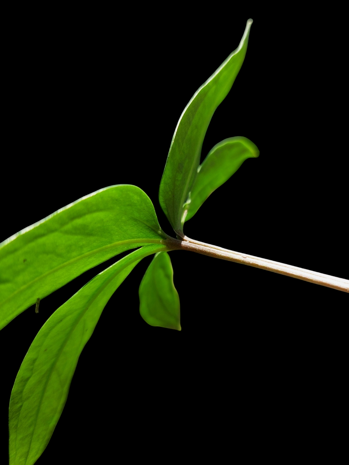 Anthurium sp. 'Emerald Lance' Small Size (EXACT PLANT)