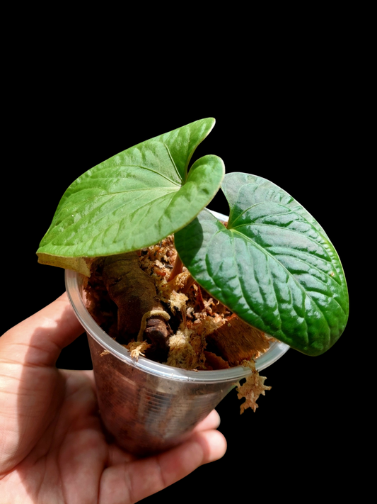 Anthurium sp. 'Huanuco Velvet' with 2 Leaves Small Size (EXACT PLANT)