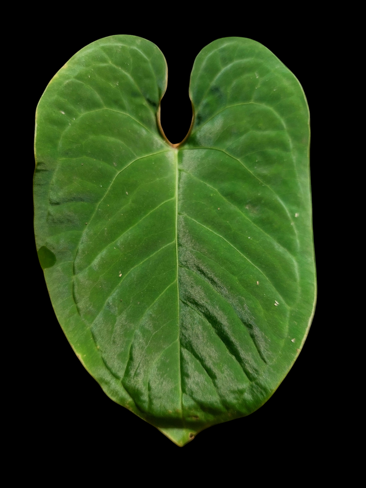 Anthurium sp. 'Huanuco Velvet' (EXACT PLANT)