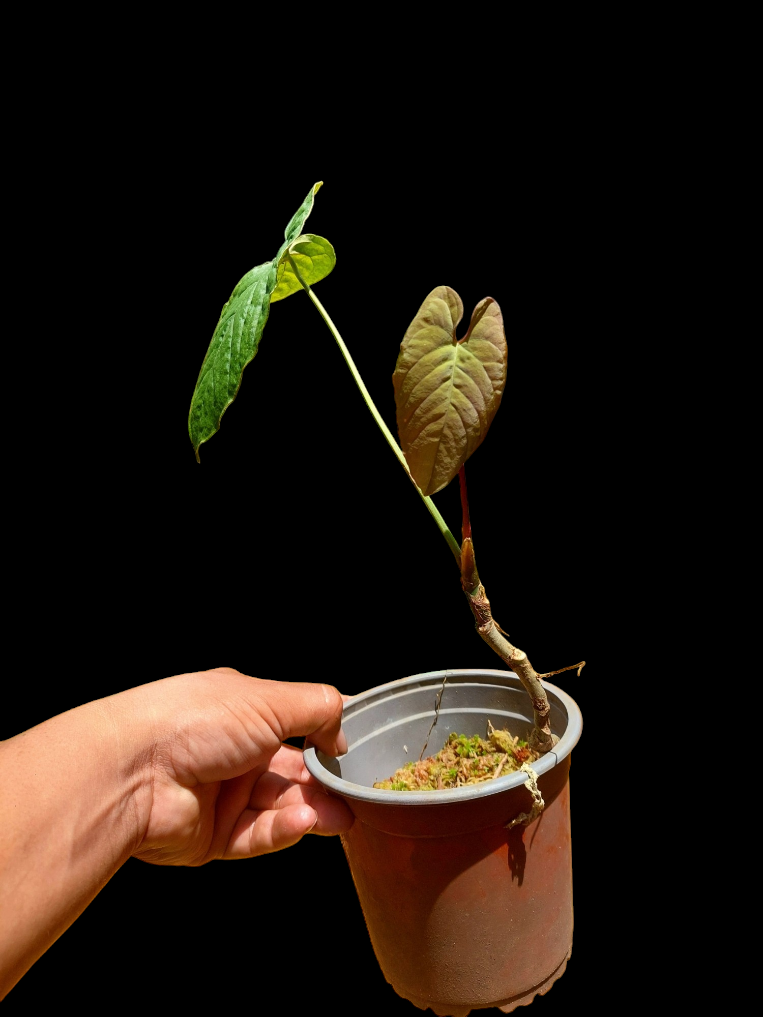 vspl anthurium Anthurium Sp. Purple Velvet With 3 Leaves (EXACT PLANT) – Amazon Plants Peru