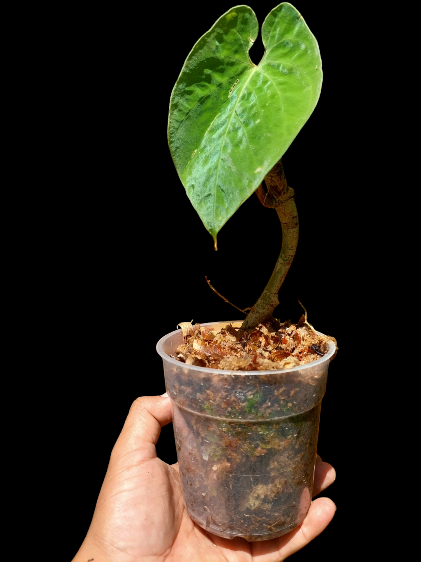 anthurium purple houseplant Anthurium Sp. 'Purple' (EXACT PLANT) – Amazon Plants Peru