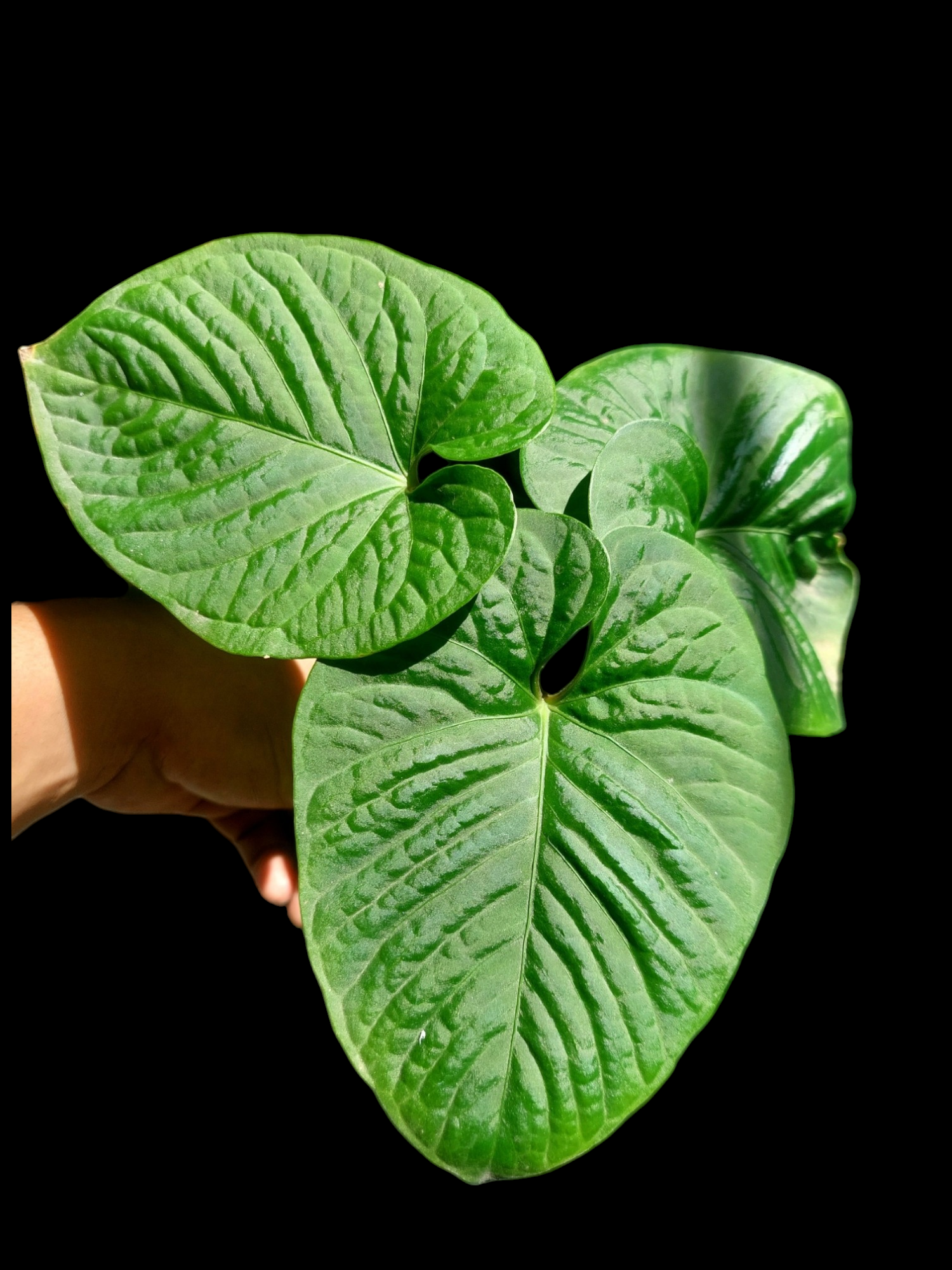 anthurium glowing Anthurium sp. "Kunayala Glow" with 3 Leaves (EXACT PLANT)