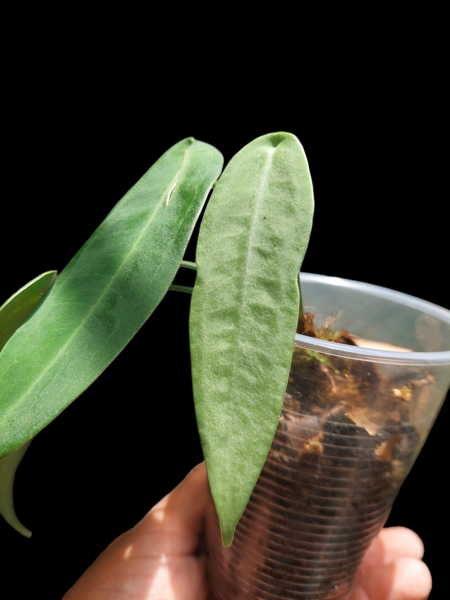 Anthurium sp. "Little Ghost" 4 Leaf (EXACT PLANT)