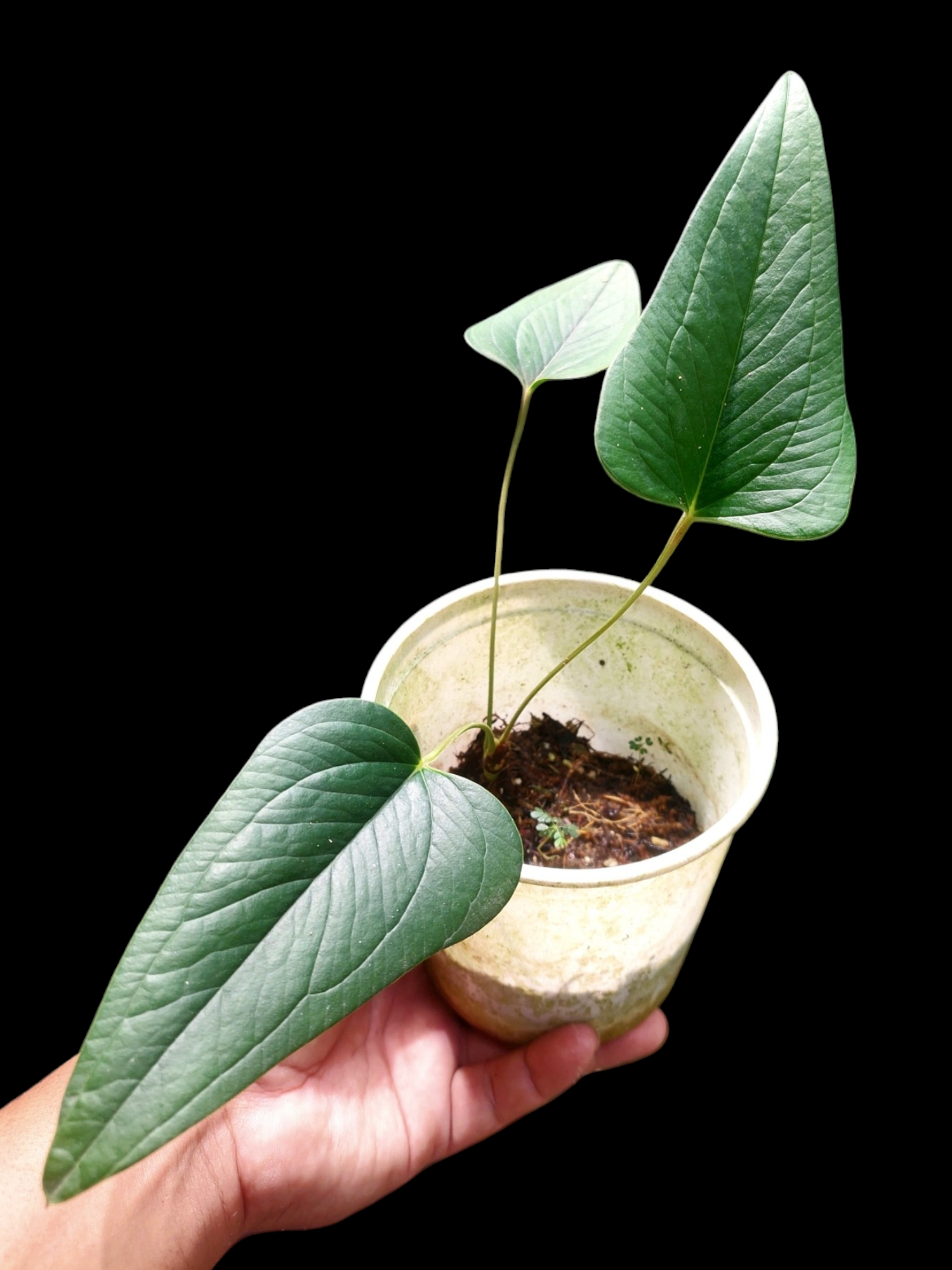 arrow anthurium Anthurium sp. 'Indian arrow' with 3 Leaves (EXACT PLANT)