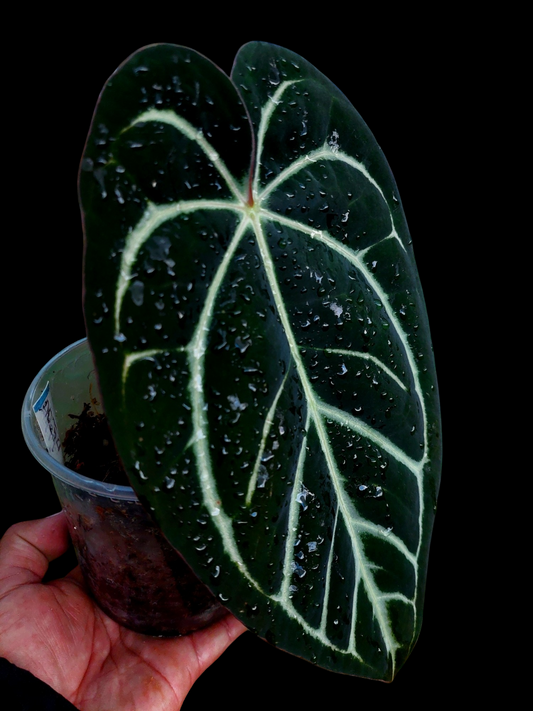 Anthurium Carlablackiae Wild Ecotype (EXACT PLANT)