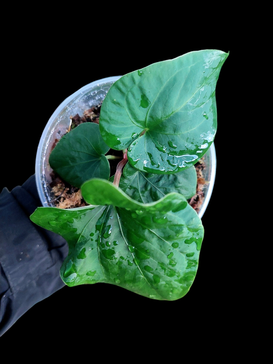 Anthurium sp. 'Huanuco Velvet' Small Size With 4 Leaves (EXACT PLANT)