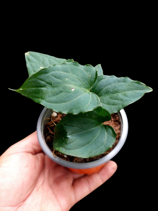 Anthurium sp. "Kunayala Glow" Dark Form (EXACT PLANT)