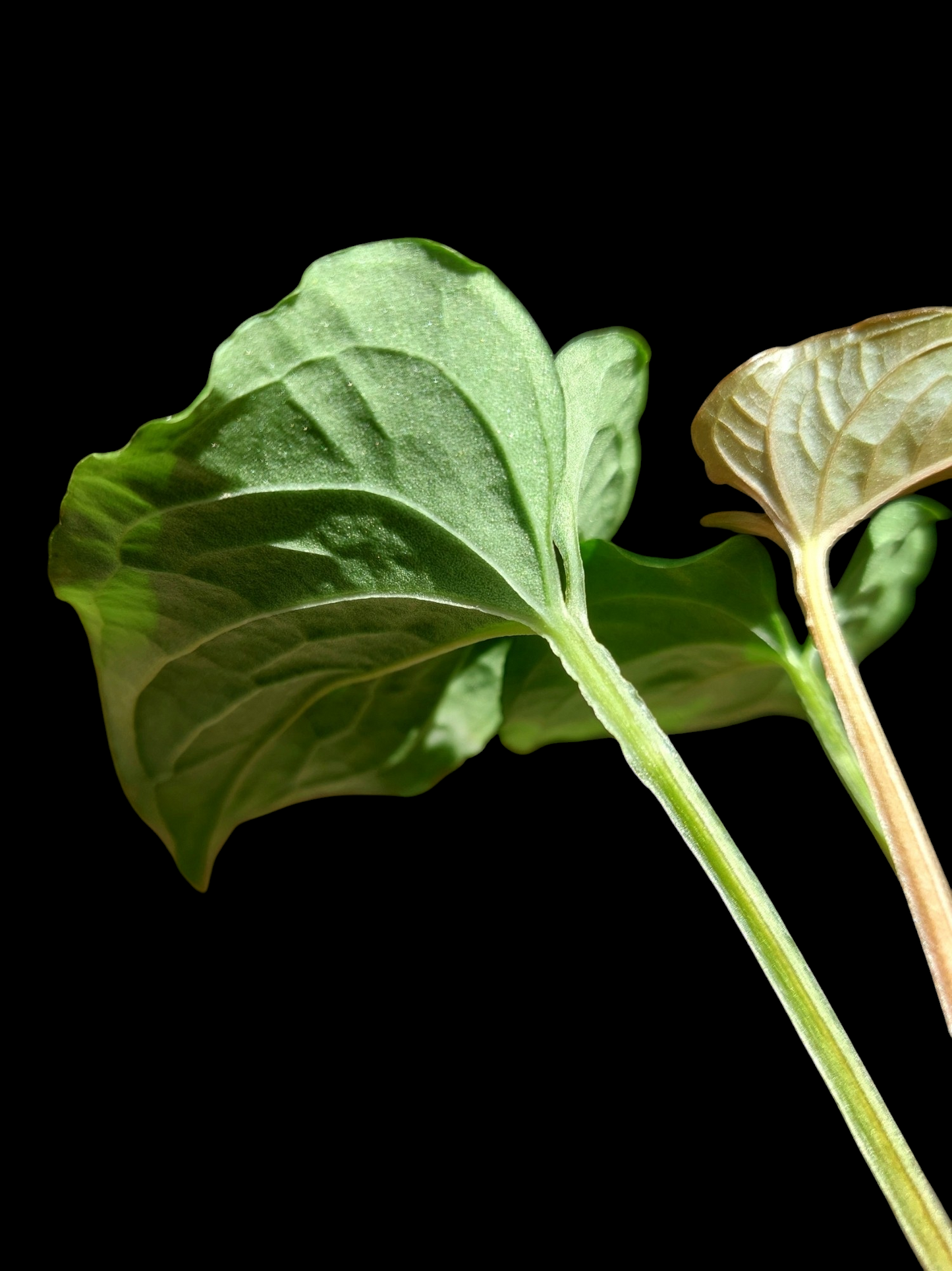 Anthurium sp. "Kunayala Glow" Dark Form wit 3 Leaves (EXACT PLANT)