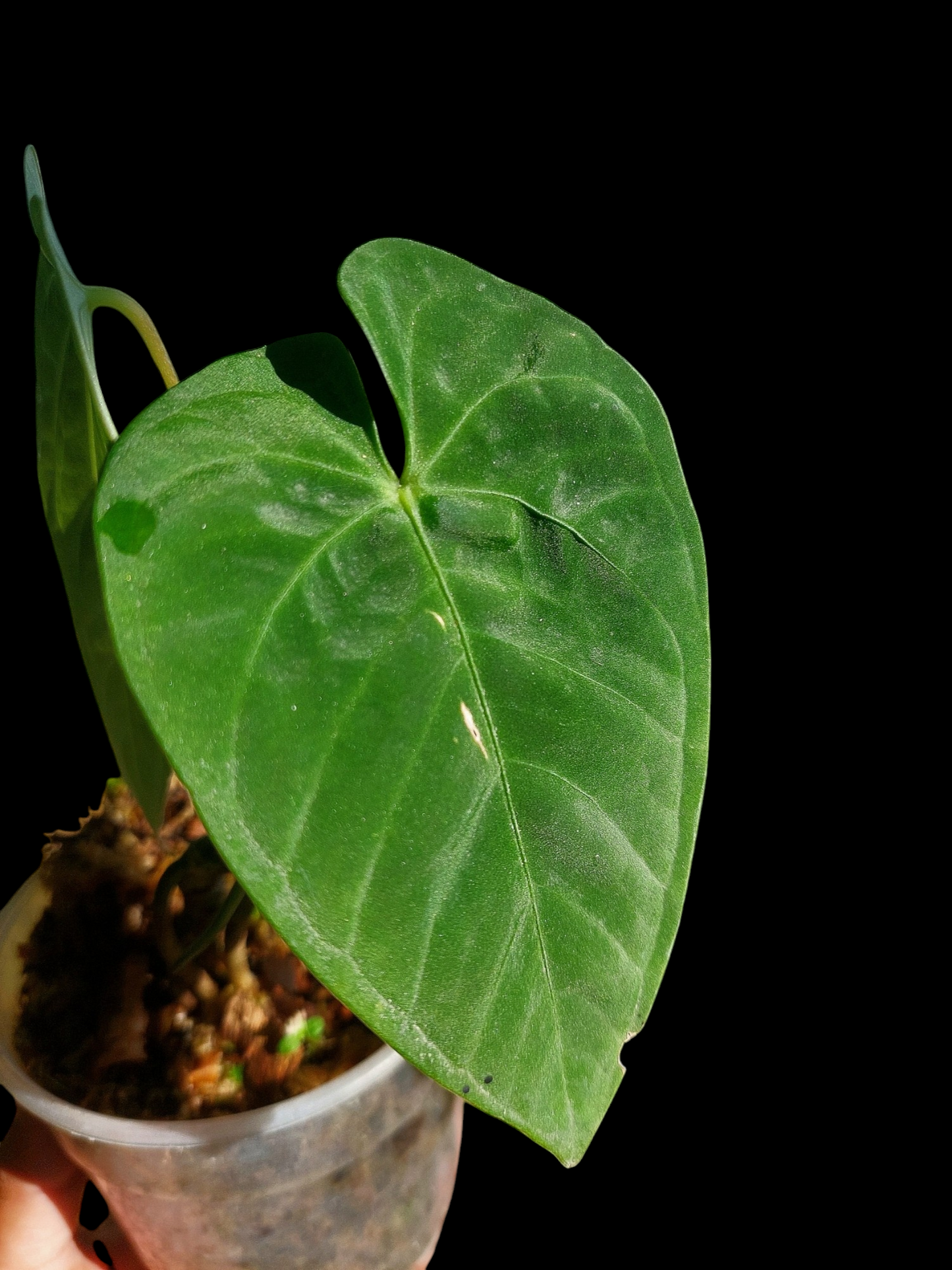 Anthurium sp. "Tarapoto Velvet" with 2 Leaves (EXACT PLANT)