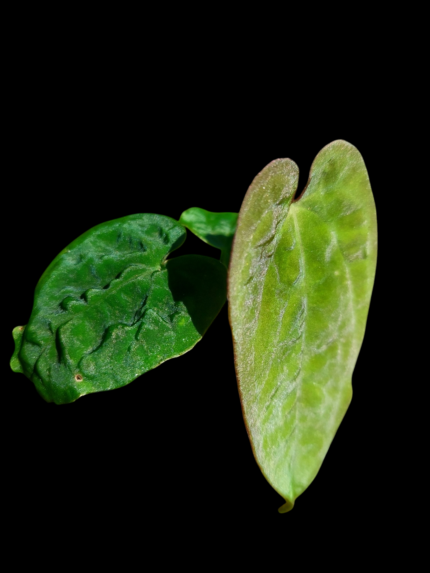 Anthurium Sp.'Purple' Velvet with 3 Leaves (EXACT PLANT)