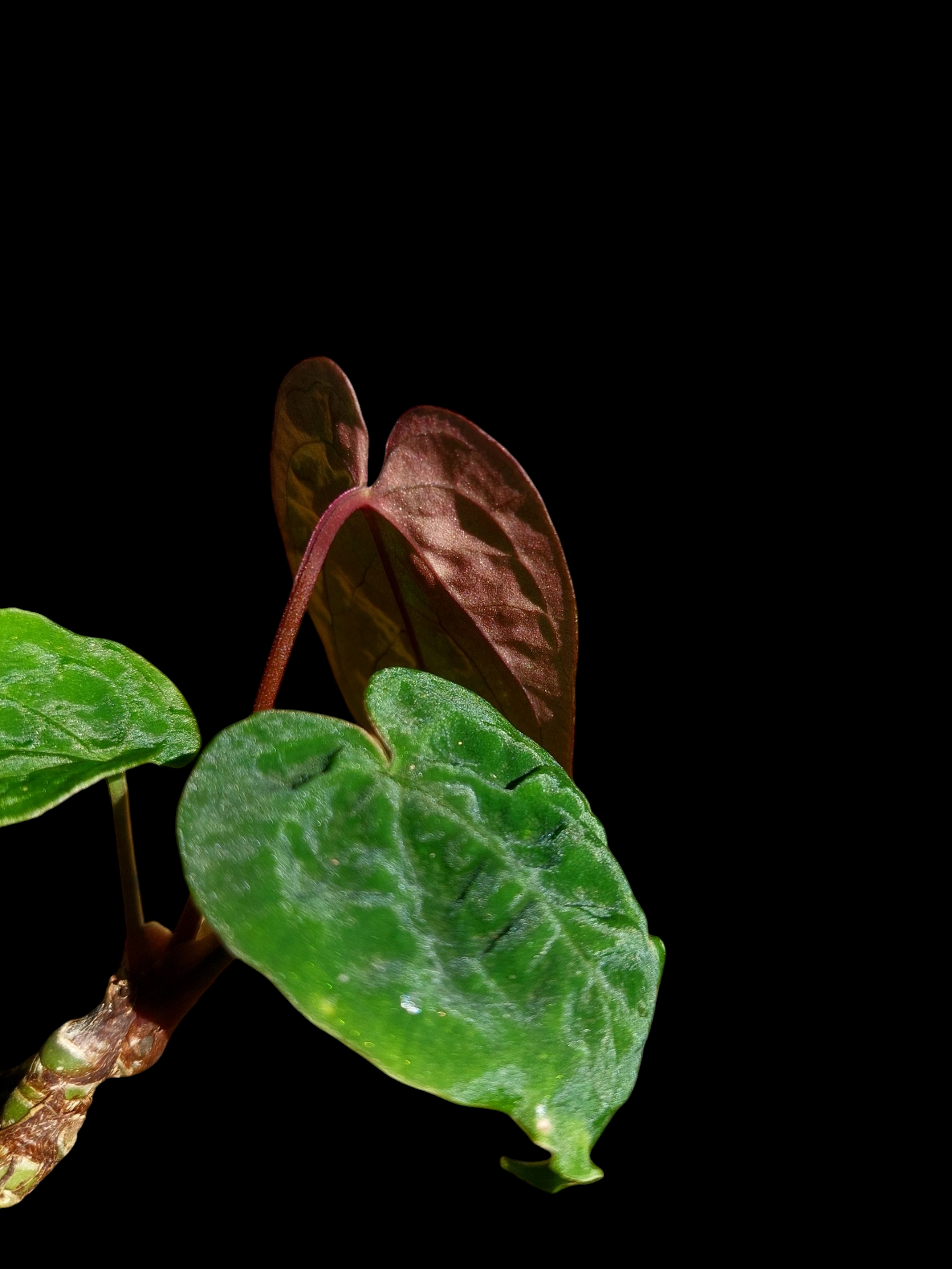 Anthurium Sp.'Purple' Velvet with 3 Leaves (EXACT PLANT)