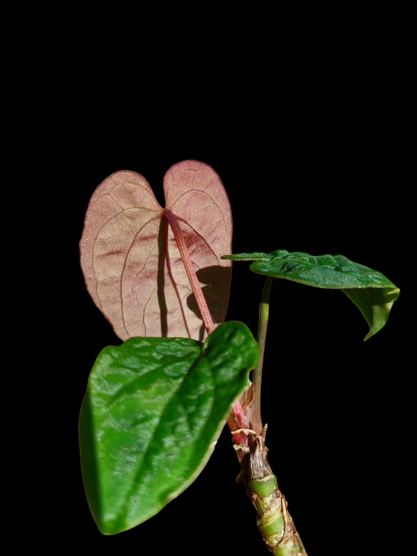 Anthurium Sp.'Purple' Velvet with 3 Leaves (EXACT PLANT)