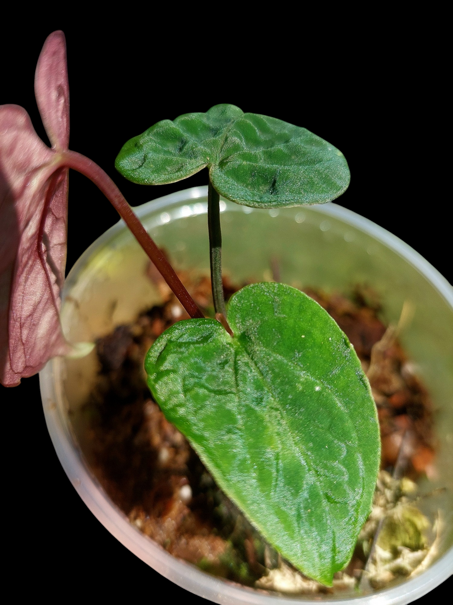 Anthurium Sp.'Purple' Velvet with 3 Leaves (EXACT PLANT)