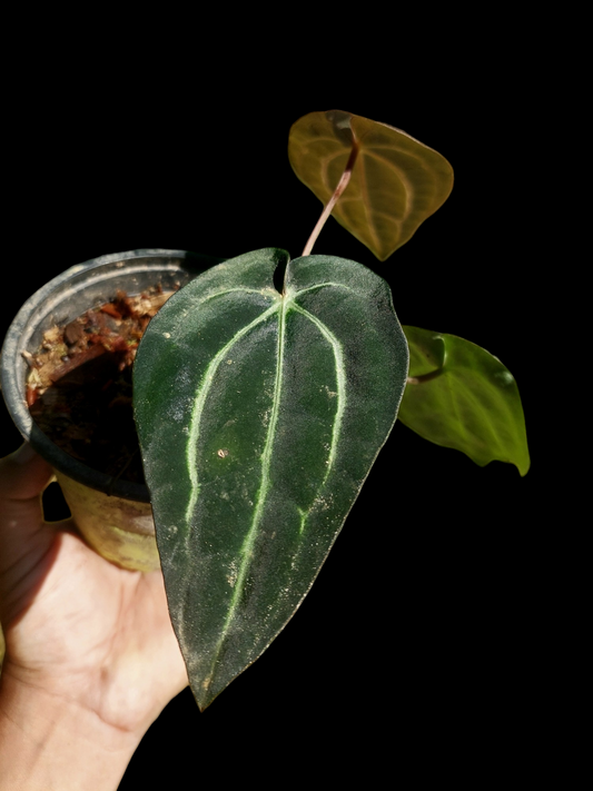 Anthurium Carlablackiae SLIM with 3 Leaves (EXACT PLANT)