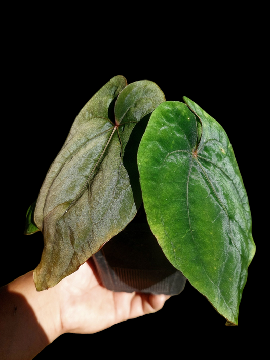 Anthurium Dressleri "Bocas del Toro" Dark With 3 Leaves Wild Ecotype (EXACT PLANT)