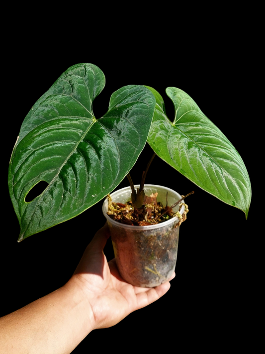 Anthurium sp. 'Huanuco Dark Velvet' New leaf is growing (EXACT PLANT)