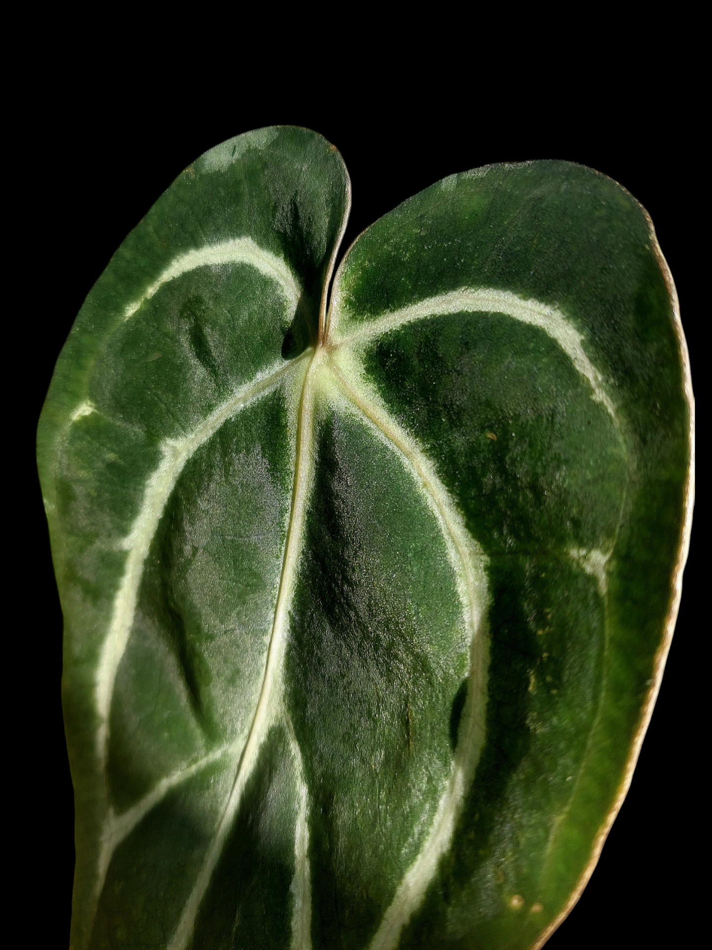 Anthurium Carlablackiae SLIM (EXACT PLANT)