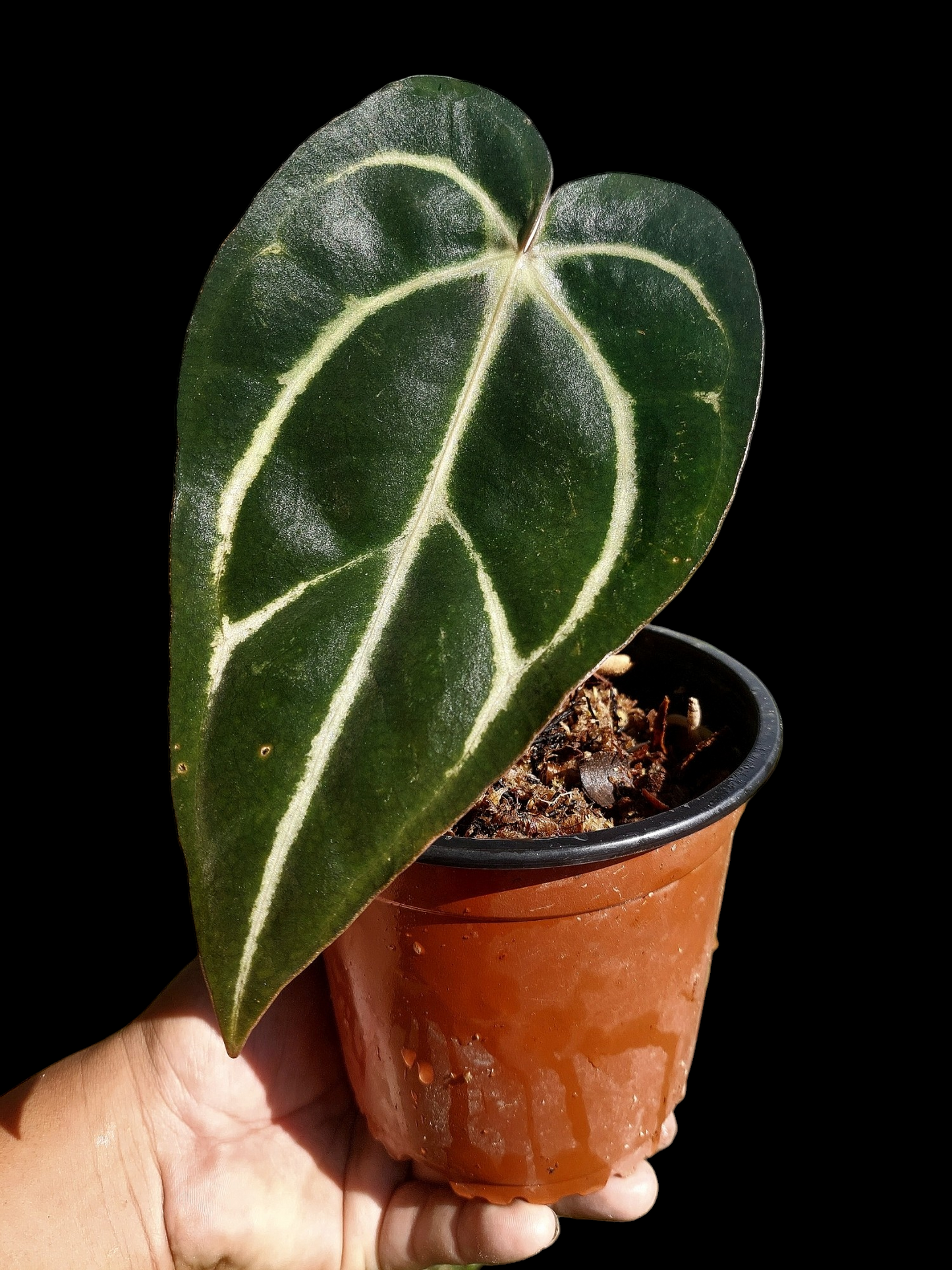Anthurium Carlablackiae SLIM (EXACT PLANT)