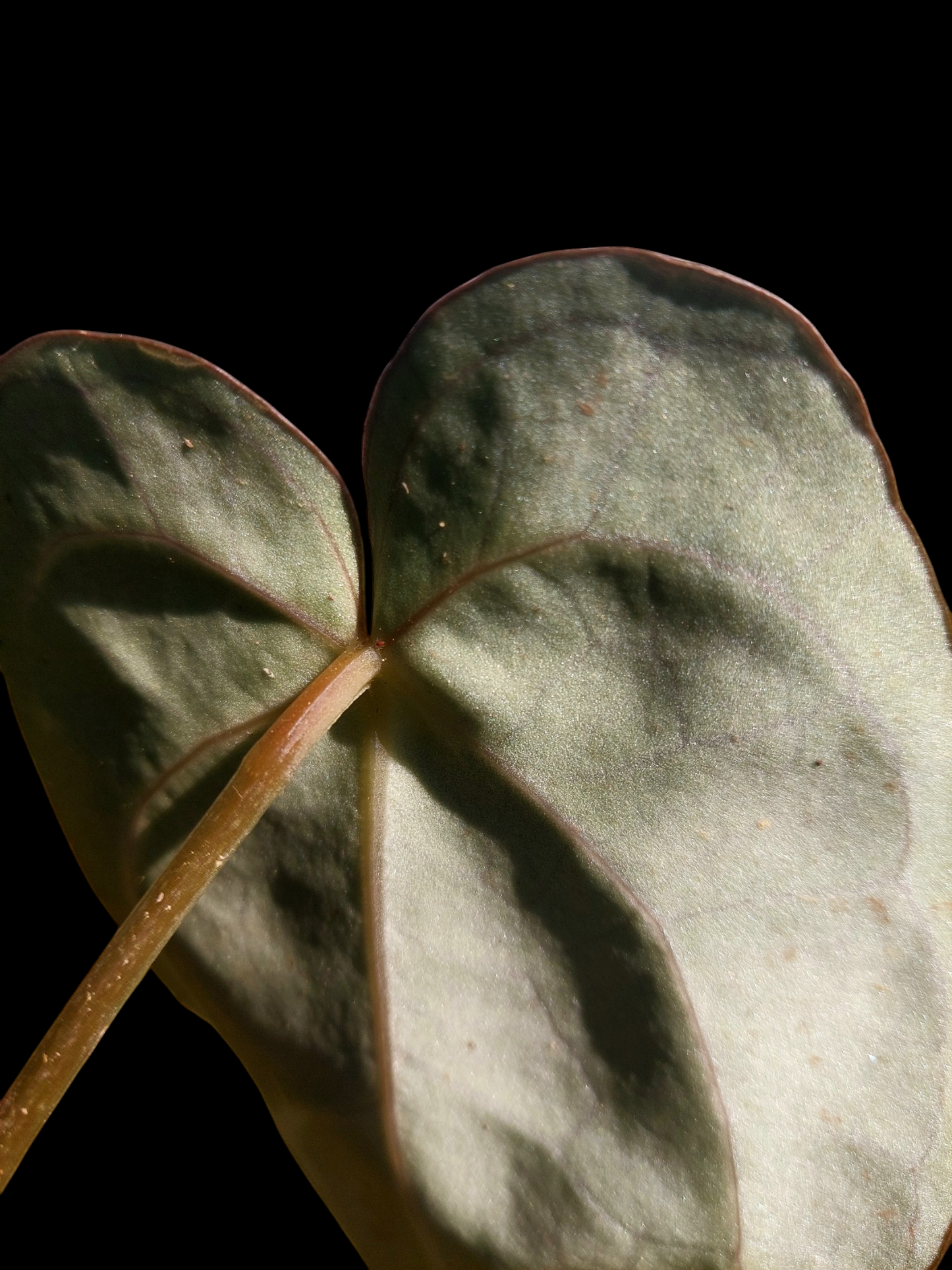 Anthurium Carlablackiae SLIM (EXACT PLANT)