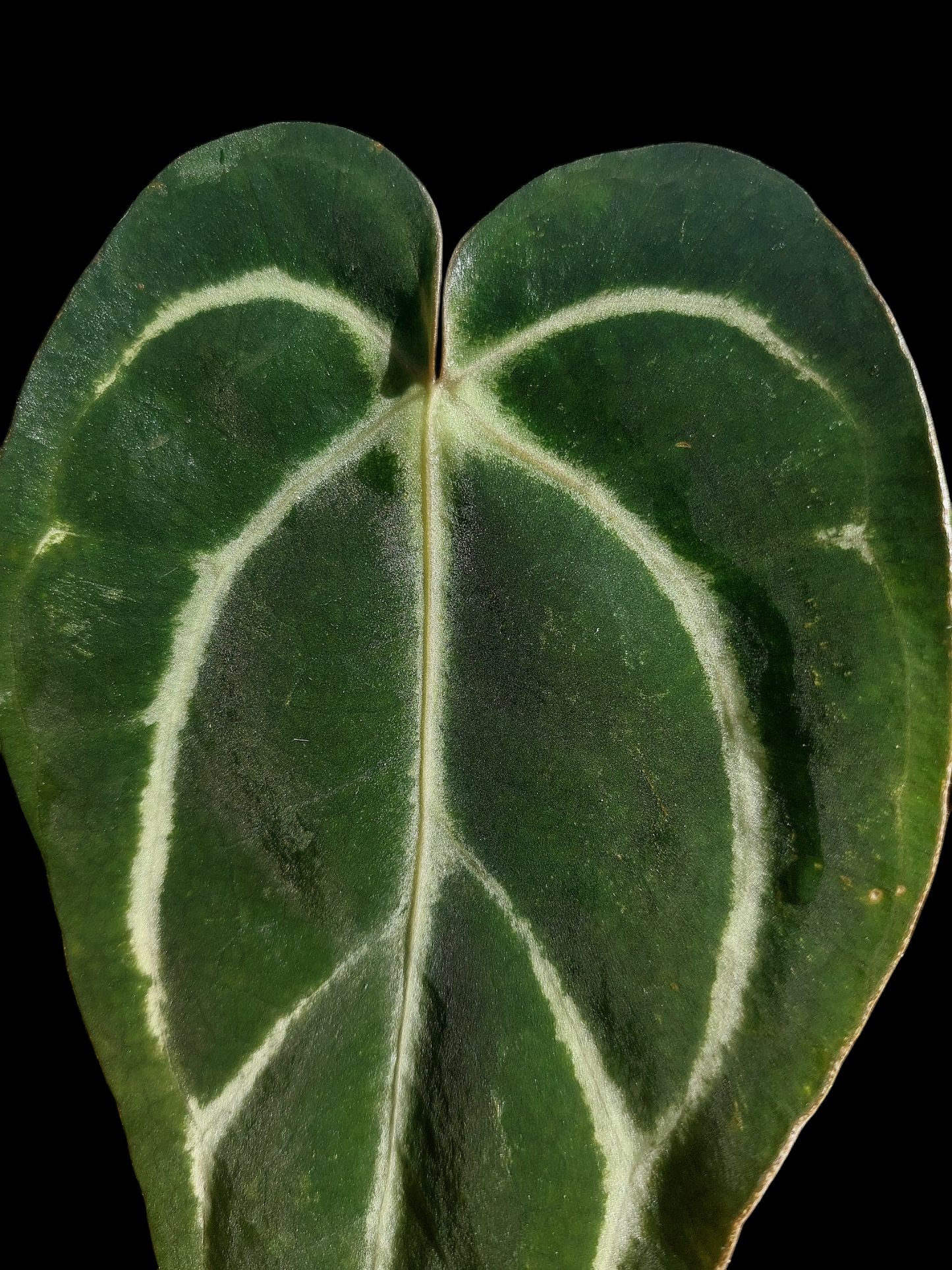 Anthurium Carlablackiae SLIM (EXACT PLANT)