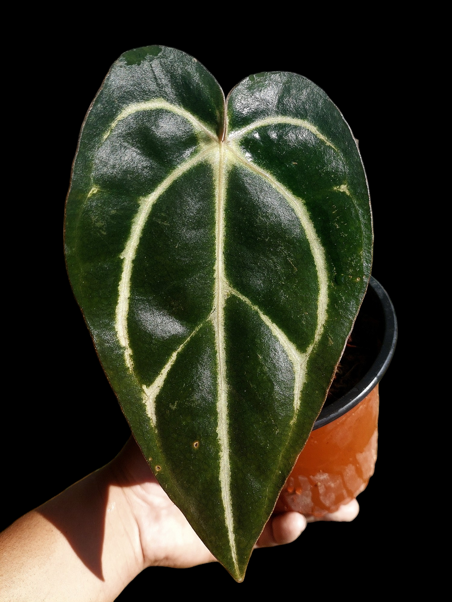 Anthurium Carlablackiae SLIM (EXACT PLANT)