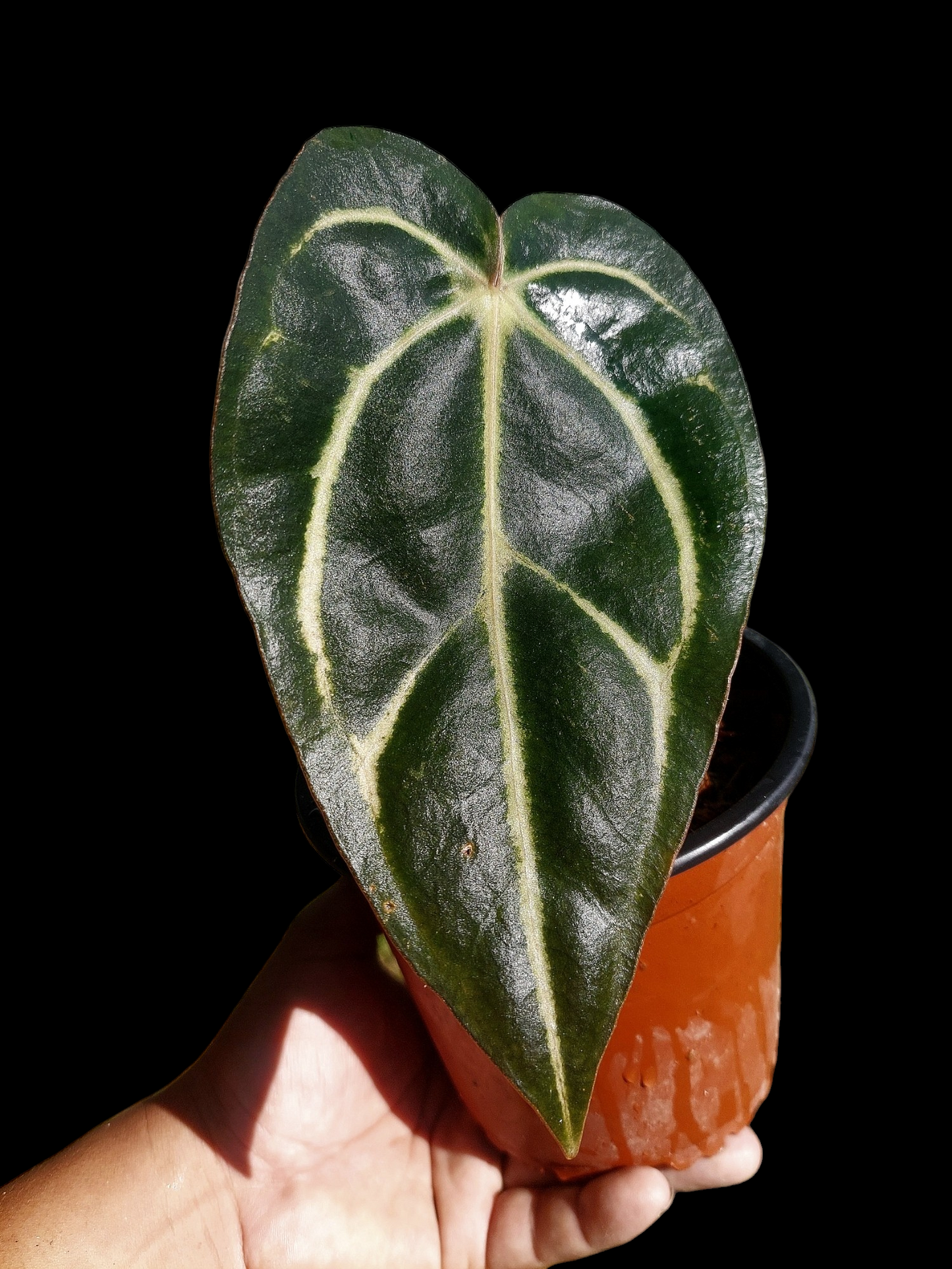 Anthurium Carlablackiae SLIM (EXACT PLANT)