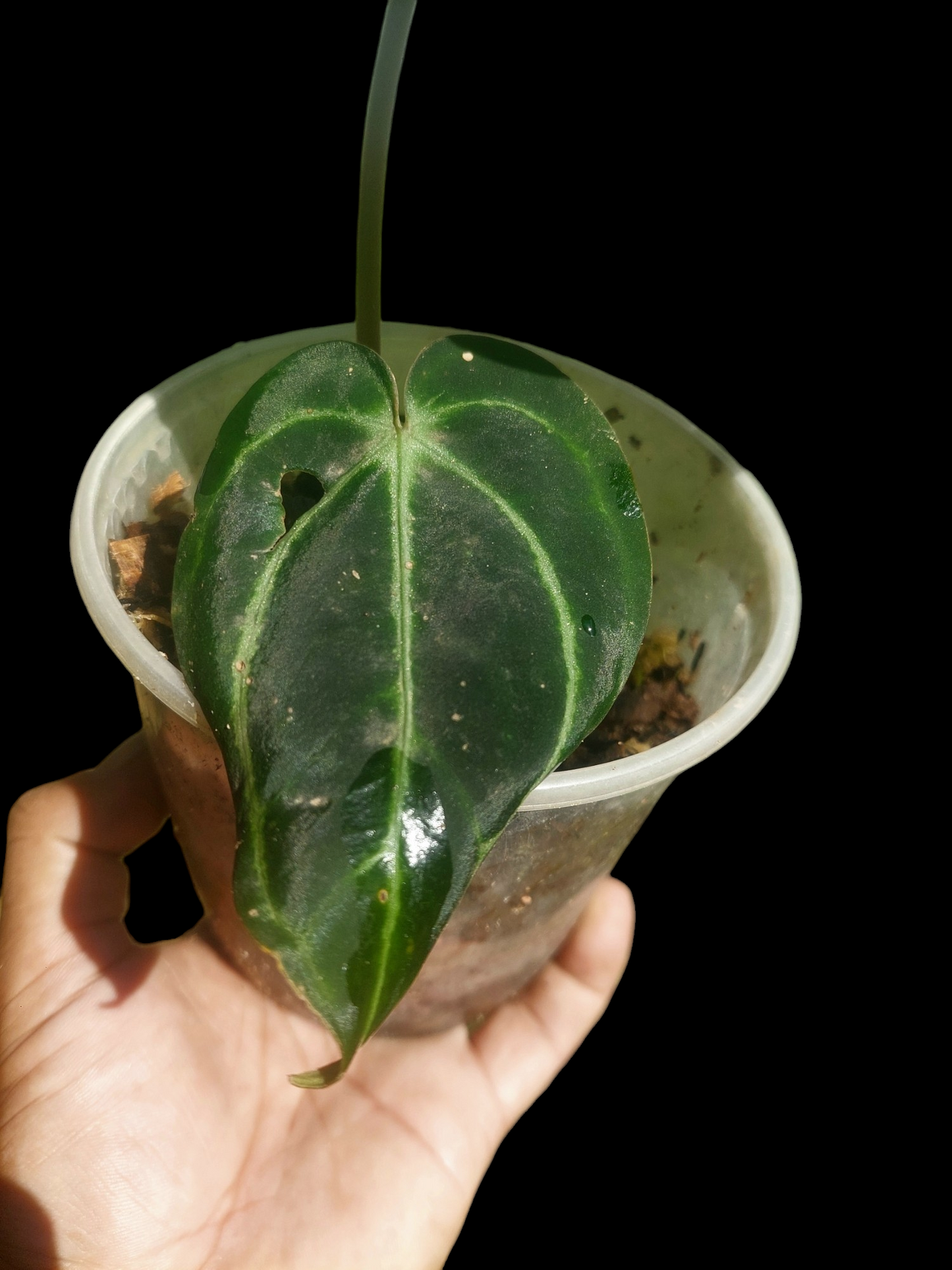 Anthurium Carlablackiae SLIM with 2 Leaves (EXACT PLANT)