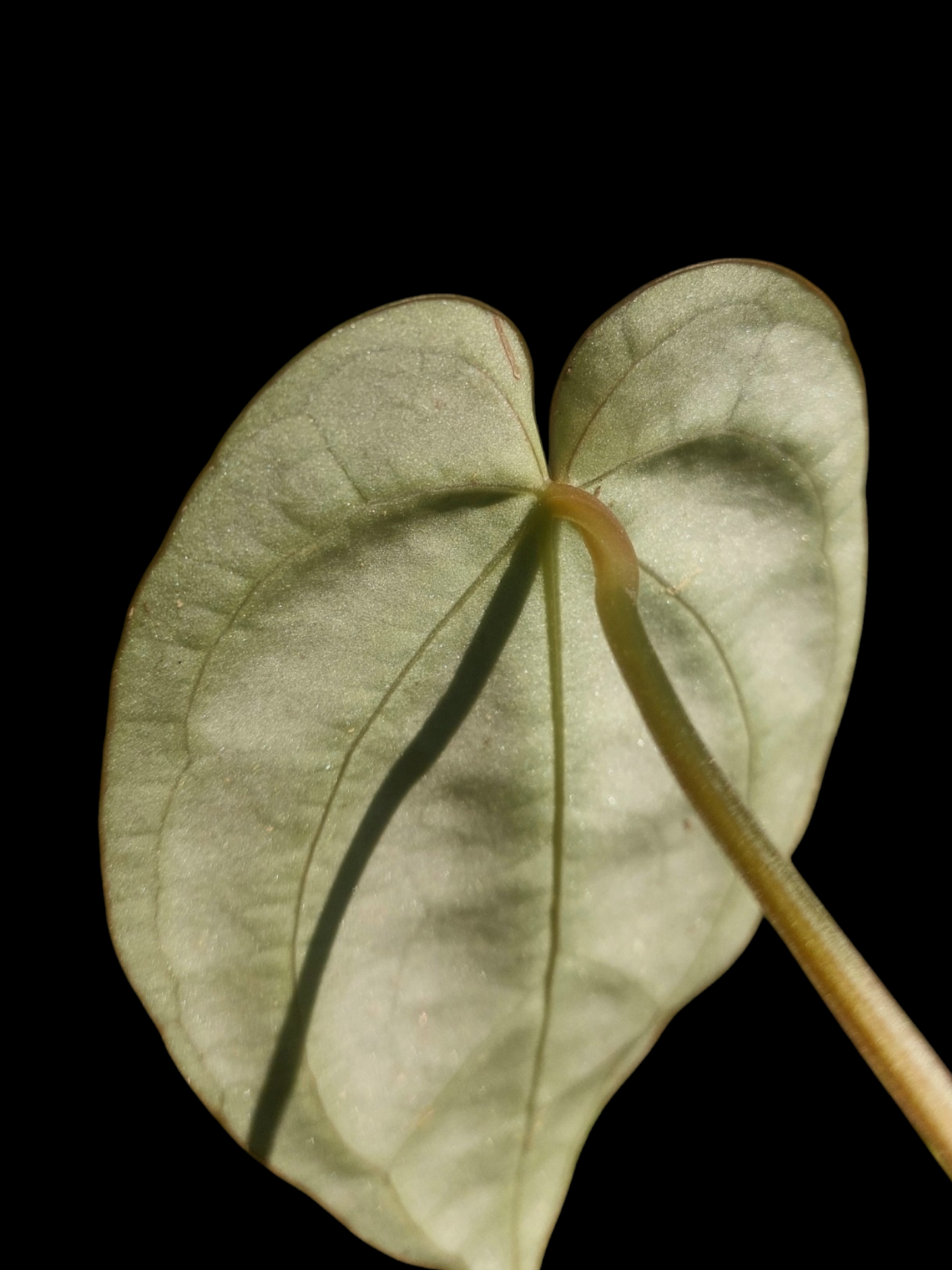 Anthurium Carlablackiae SLIM with 2 Leaves (EXACT PLANT)