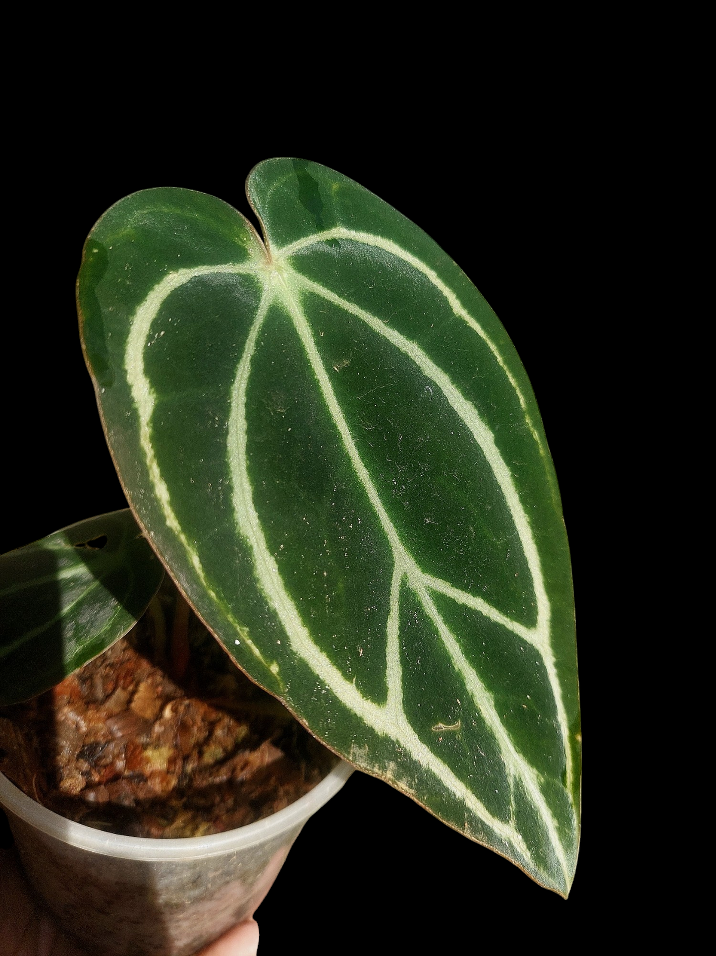 Anthurium Carlablackiae SLIM with 2 Leaves (EXACT PLANT)