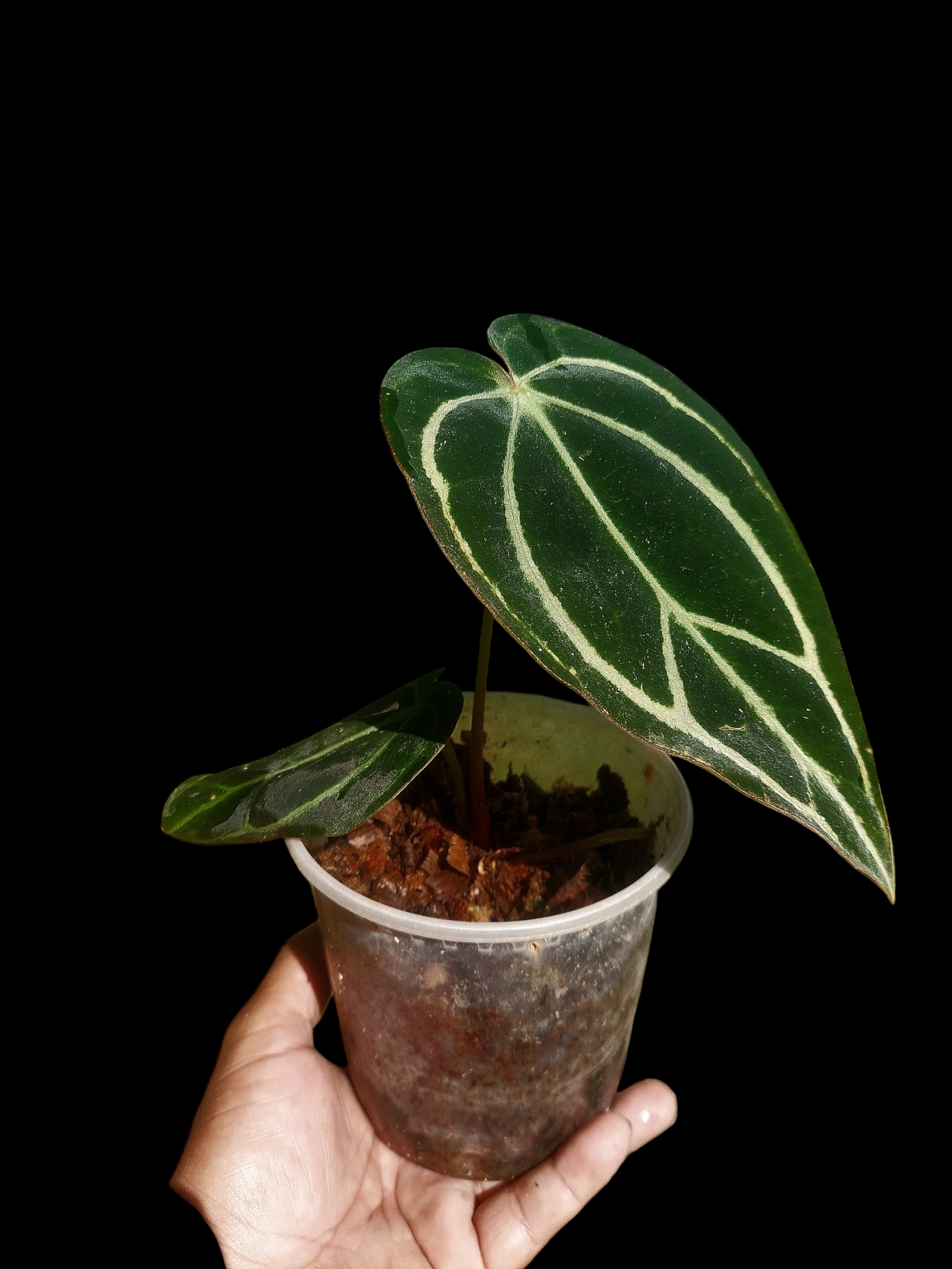 Anthurium Carlablackiae SLIM with 2 Leaves (EXACT PLANT)
