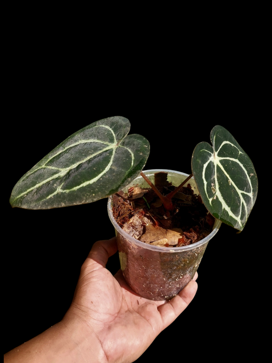 Anthurium Carlablackiae  Wild Ecotype with 2 Leaves (EXACT PLANT)